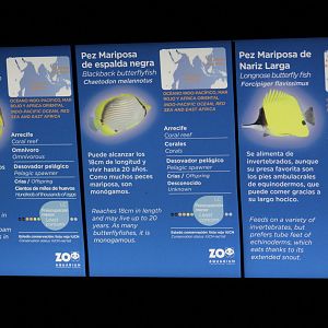 Butterflyfish Signage