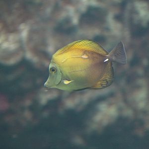 Scopas Tang
