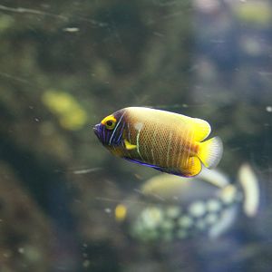 Blue-Faced Angelfish