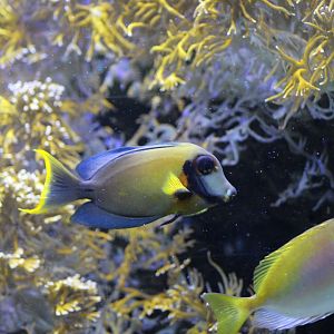 Chocolate Surgeonfish & Blackbar Spinefoot