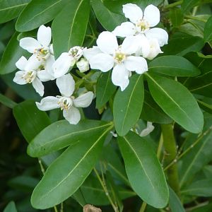 Mexican orange blossom (Choisya ternata)