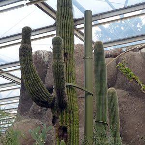 Giant saguaro cactus (Carnegiea gigantea)