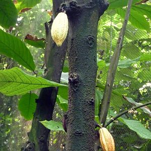 Cocoa tree (Theobroma cacao)