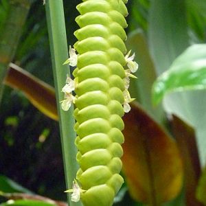 Rattlesnake plant (Calathea crotalifera)