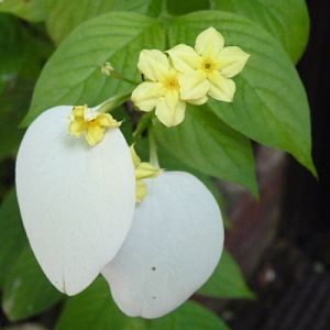Dwarf Mussaenda (Mussaenda flava)