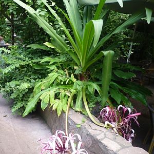 Queen Emma's purple crinum (Crinum procerum)