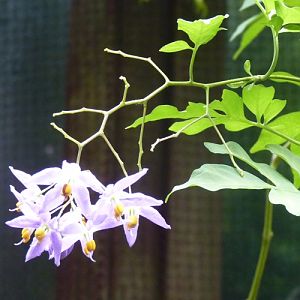 Blue potato vine (Solanum seaforthianum)