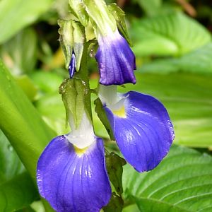 East Indian klugia (Rhynchoglossum notonianum)