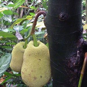 Jackfruit (Artocarpus heterophyllus)