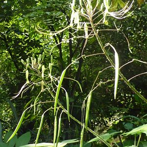 Green-flowered spiderflower (Cleome viridiflora)