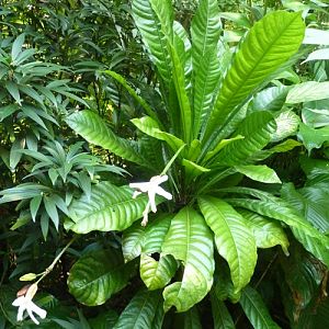 Brazilian red-coat (Erythrochiton brasiliensis)