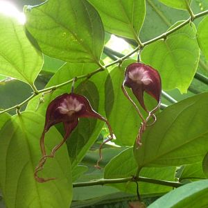 Crytically endangered Aristolochia tricaudata