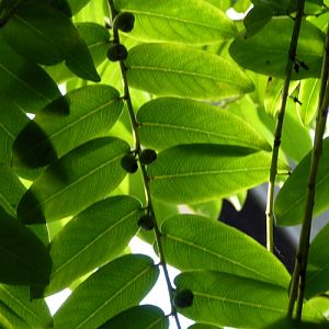 Stonebreaker (Phyllanthus niruri)