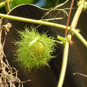 Goat-scented passionflower (Passiflora foetida)