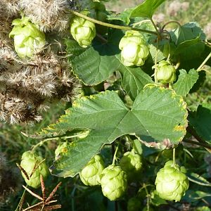 Hops (Humulus lupulus)