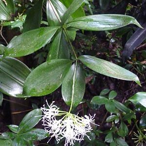 Japanese bamboo (Dracaena surculosa)