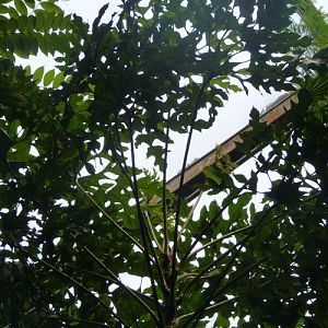 Snowflake plant (Trevesia palmata)