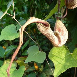 Aristolochia paulistana???