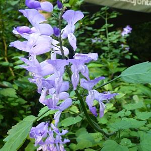 Stoep jacaranda (Plectranthus saccatus)