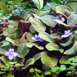 African violets (Saintpaulia ionantha)