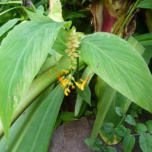 Dancing girl ginger (Globba schomburgkii)
