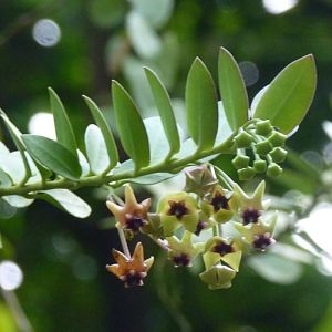 Bush waxflower (Hoya cumingiana)