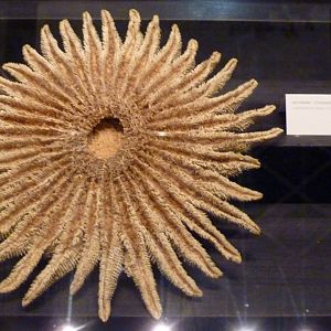 Another tagging error