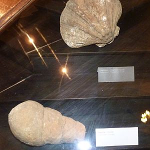 The worst of all the error signates at the Aquarium "museum"