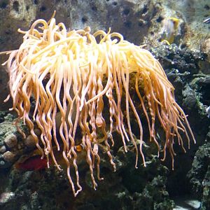 Giant anemone, please ID!