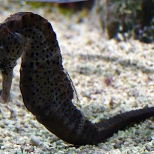 Seahorse ID?
