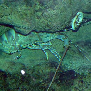 Lobster (Panulirus sp.) for ID please!