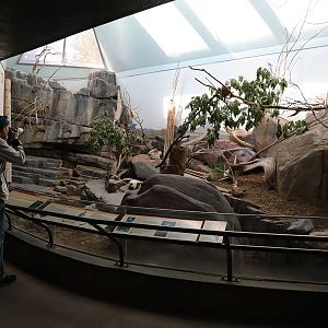 Sonoran Desert in small animal building