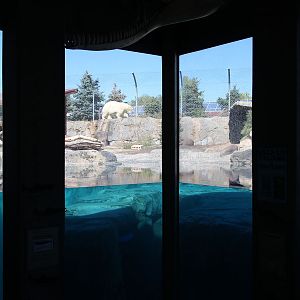 polar bear exhibit