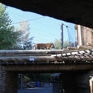 tiger overpass