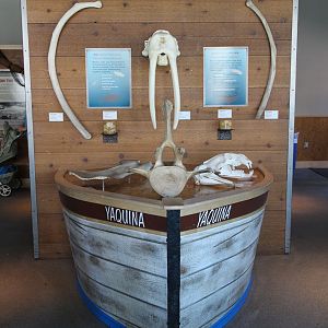 marine mammal skulls