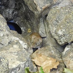 Bank vole (Myodes glareolus)
