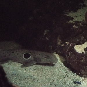 Juvenile Epaulette Shark