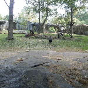 9/23/2018 - Forest Glade