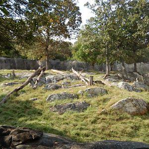 9/23/2018 - Hamadryas Baboon Habitat