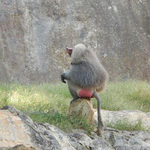 9/23/2018 - Hamadryas Baboon