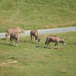 9/23/2018 - Fringe-Eared Oryx Herd