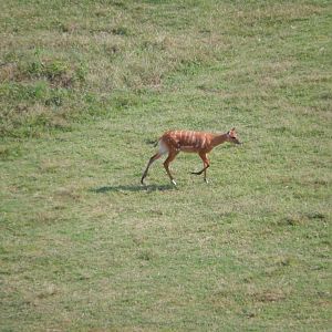 9/23/2018 - Sitatunga
