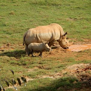 9/23/2018 - White Rhino and Calf