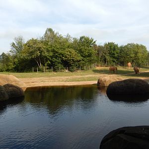 9/23/2018 - African Elephant Habitat