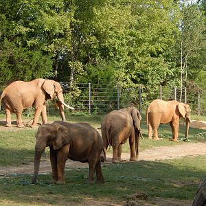 9/23/2018 - African Elephant Herd