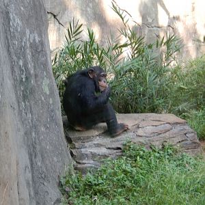9/23/2018 - Chimp