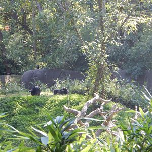 9/23/2018 - A Beautiful Jungle View