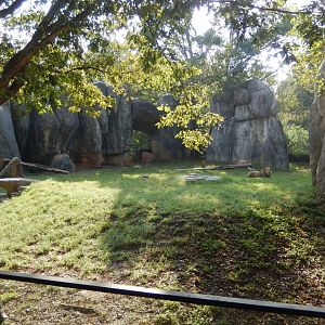 9/23/2018 - Lion Exhibit