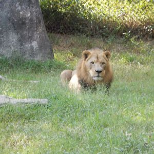 9/23/2018 - King of the Jungle