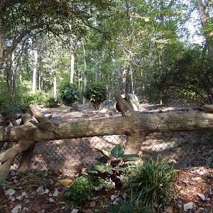 9/23/2018 - Red River Hog Habitat